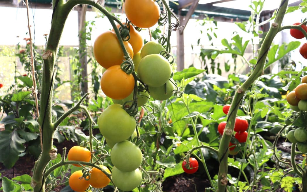 yellow tomatoes