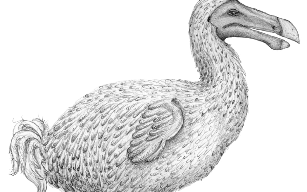 A reconstruction of the extinct dodo bird, by a team at the University of Cape Town.