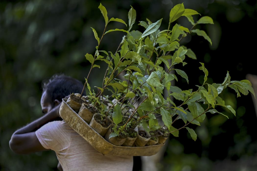 In this picture taken on July 31, 2021, a worker tends to a tea plantation in the southern district of Ratnapura.