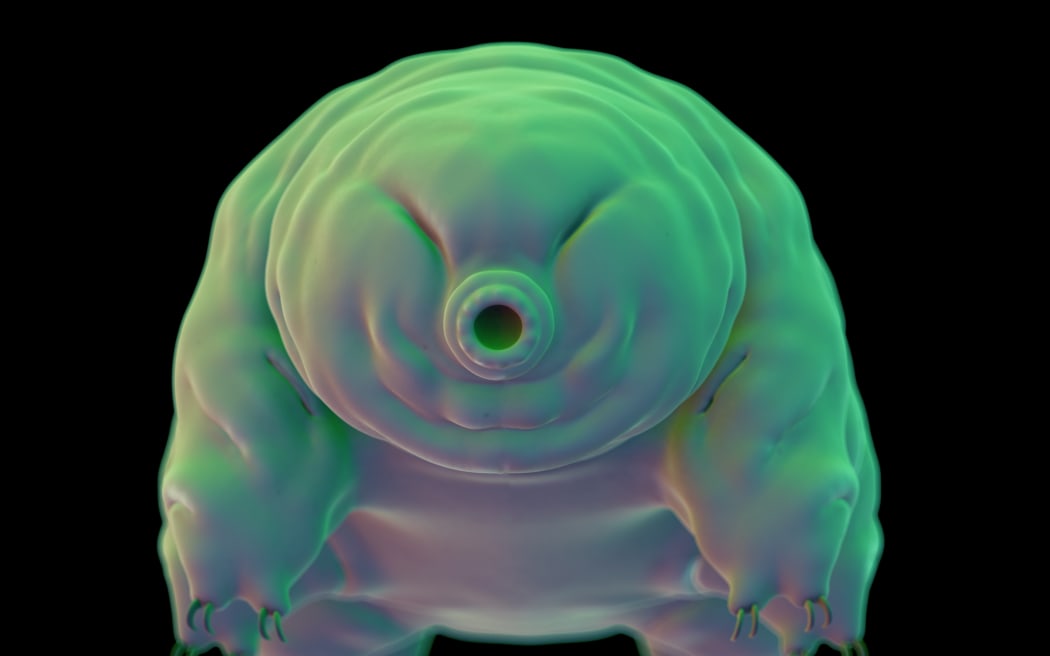 medically accurate illustration of a water bear, tardigrade
