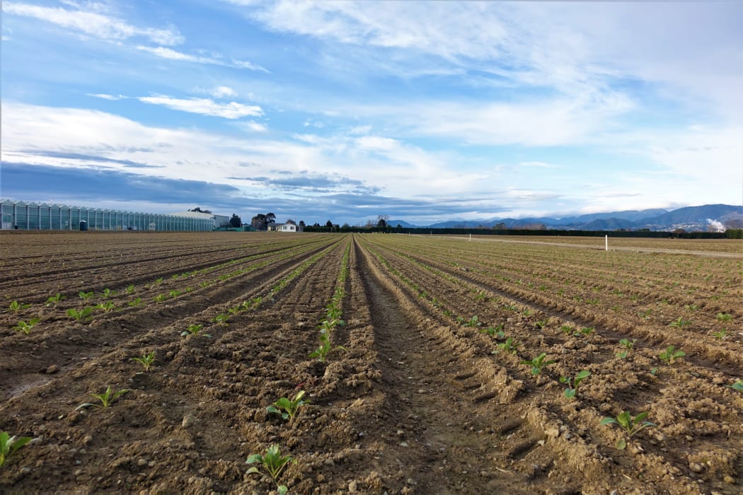 Crops growing on the Waimea Plains.