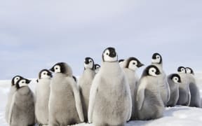 [Weddell Sea, Snow Hill Island, Antarctica] A nursery group of Emperor penguin chicks, huddled together, looking around.  A breeding colony. (Photo by David Schultz / Mint Images / Mint Images via AFP)