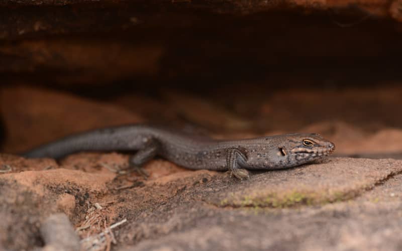 Australia's rarest reptile, the kungaka skink, found in far west NSW ...