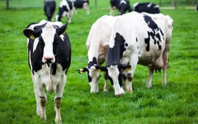 A herd of dairy cows in grass