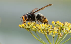 Vespa velutina nigrithorax, the Asian hornet, originates from Southeast Asia and is an invader wasp that has appeared in Europe in France, Spain and Portugal. Further invasions are expected in other countries of Europe