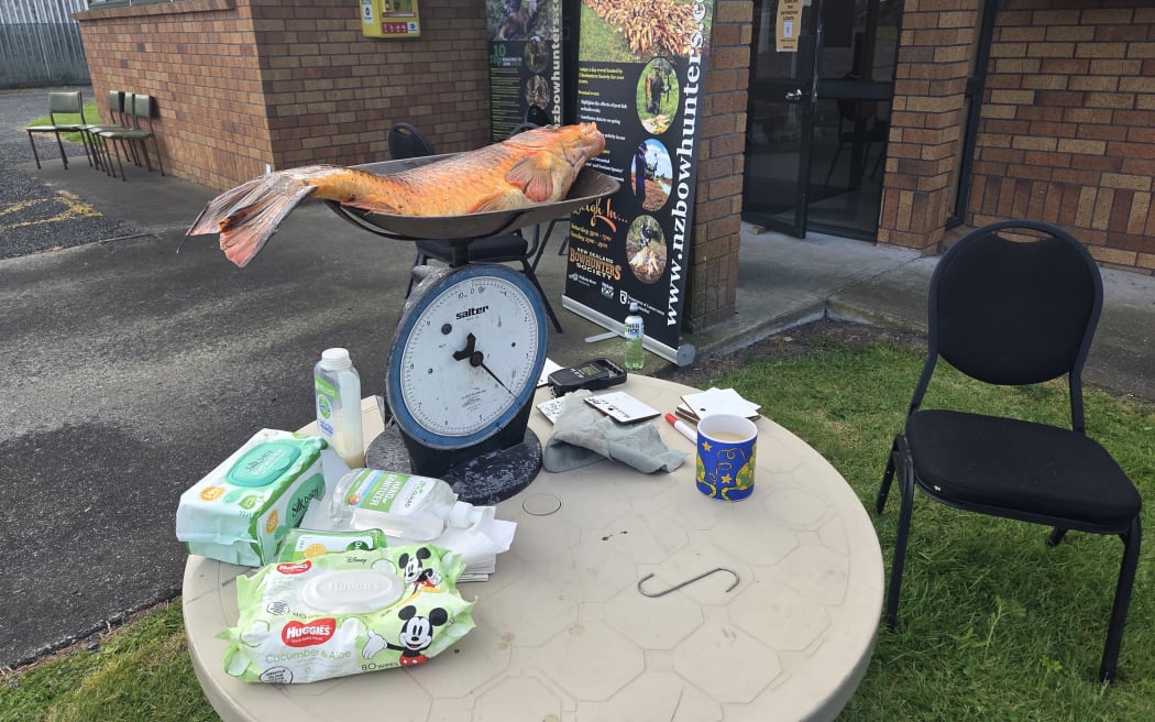A large Koi Carp on the scales