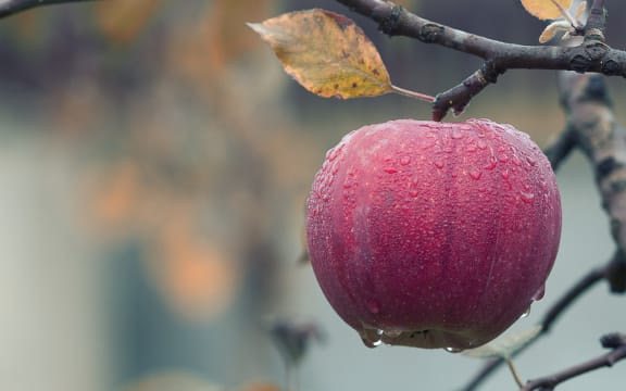 Apple on branch
