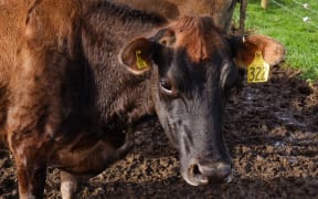 Dairy cow