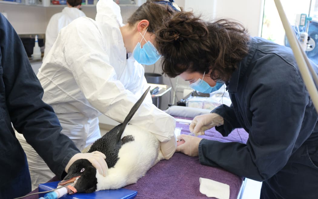An Adélie penguin found on Petone Beach undergoes a full health check at Wellington Zoo.