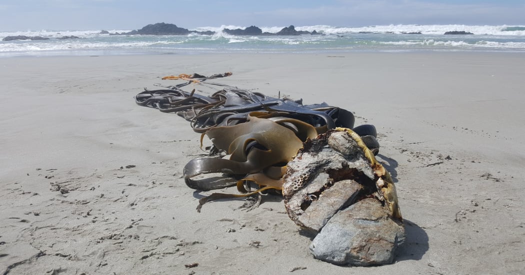 This bull kelp holdfast contains local rocks, but sometimes rocks are moved hundreds of kilometres from their source as they raft with the kelp. The offshore rocks in the background mark the uplifted edge of a fault.