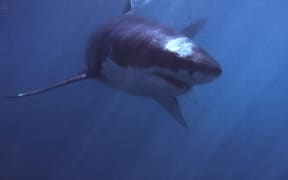 Great white shark.