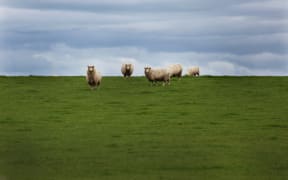 Sheep on a New Zealand farm