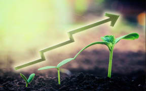 Green seedling growing on the ground in the rain. For business