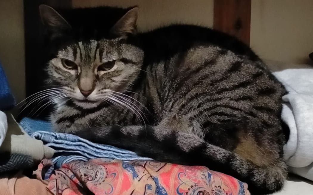 Dora, a long-time companion of the FitzPatrick family, was reportedly mauled to death on Boxing Day.