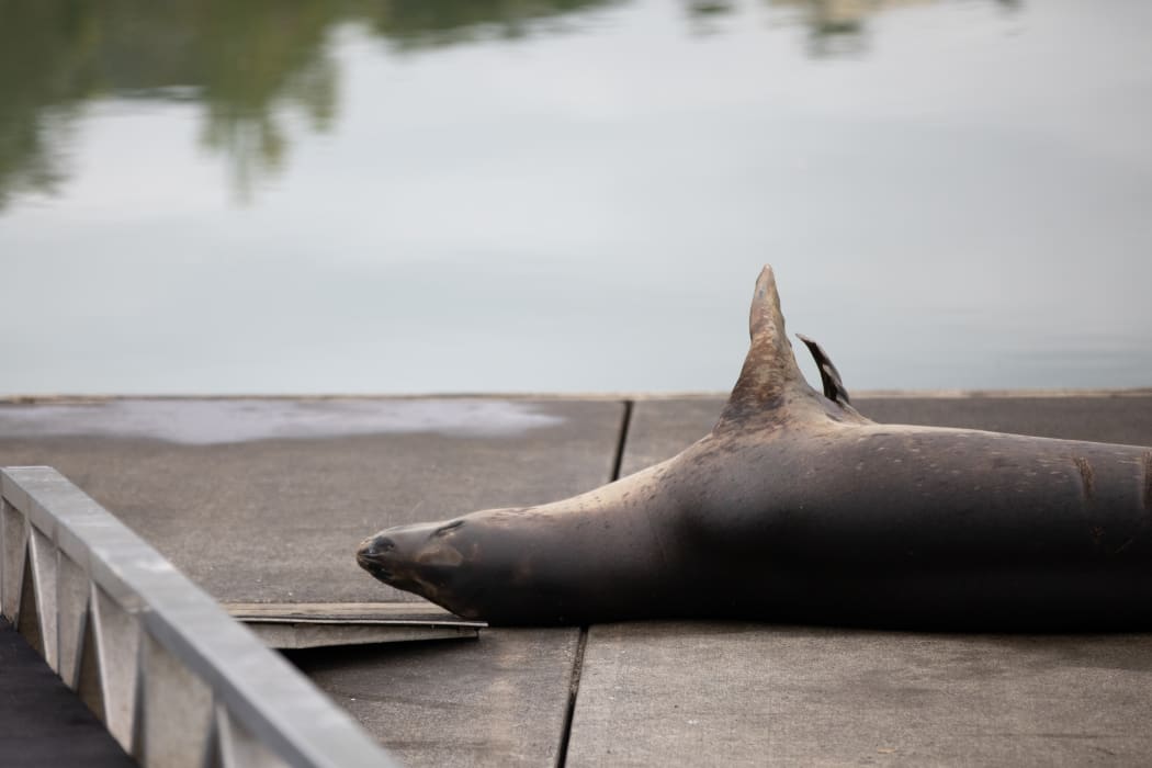 Leopard seal Owha has been spotted in the western reaches of Auckland's Waitemata Harbour.