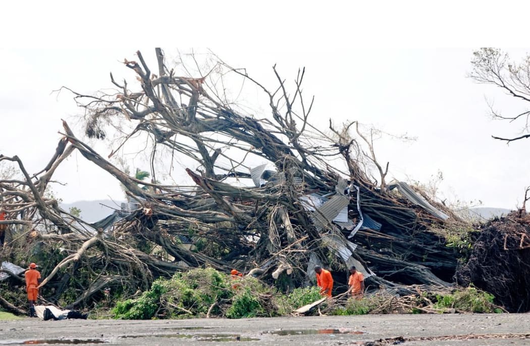 A tree in Fiji felled by Cylcone Winston