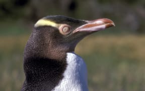 Yeloweyed penguin.

Biosphoto / Michel Gunther