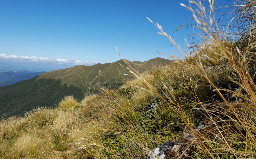 Grasses and hills set against a bright blue sky Wairarapa day.