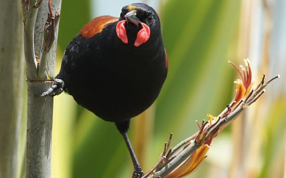 Saddleback facing camera standing in flax bush