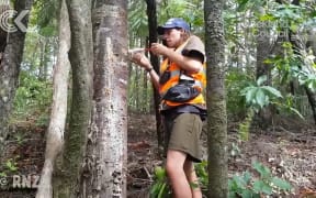 Kauri dieback measure criticised as 'fiddling around the edges'