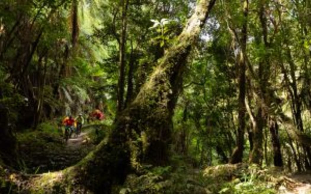 Construction of the missing link of the Mountains To Sea – Ngā Ara Tūhono ride is underway