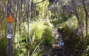 A muddy track on Stewart Island.