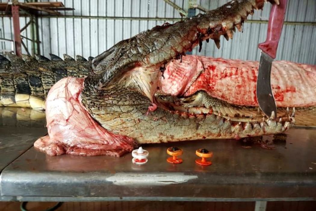 Three cattle ear tags were removed from stomach of this 3.2-metre crocodile.