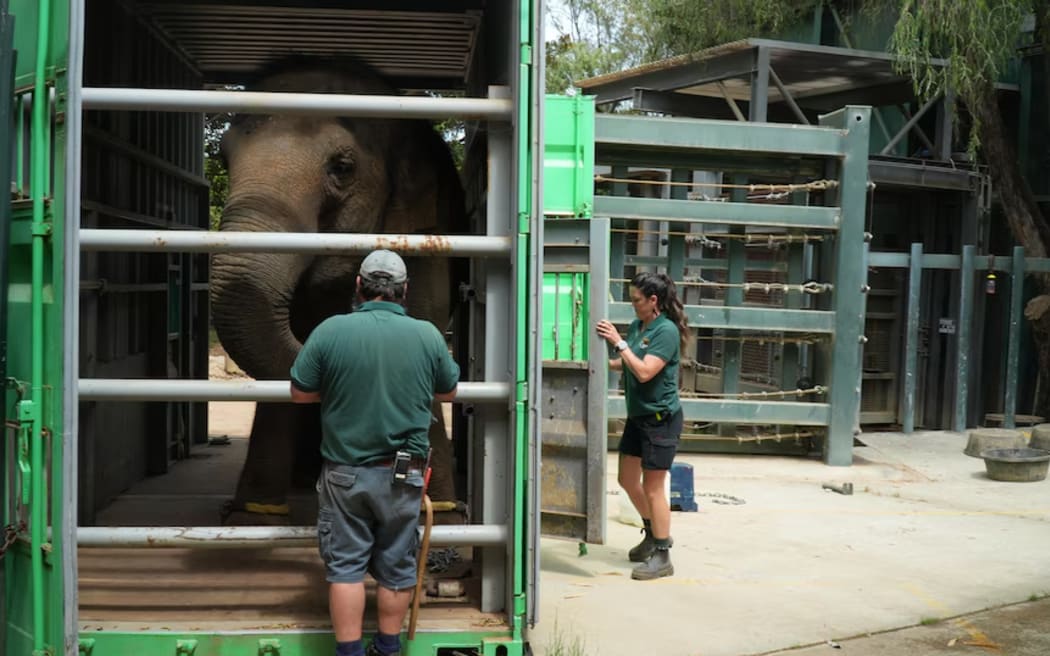 Permai will be moved to South Australia next month, as she's been exhibiting signs of loneliness.