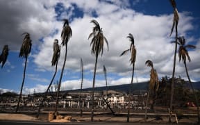 A person walks beneath burned palm trees past destroyed homes in the aftermath of wildfires in Lahaina.