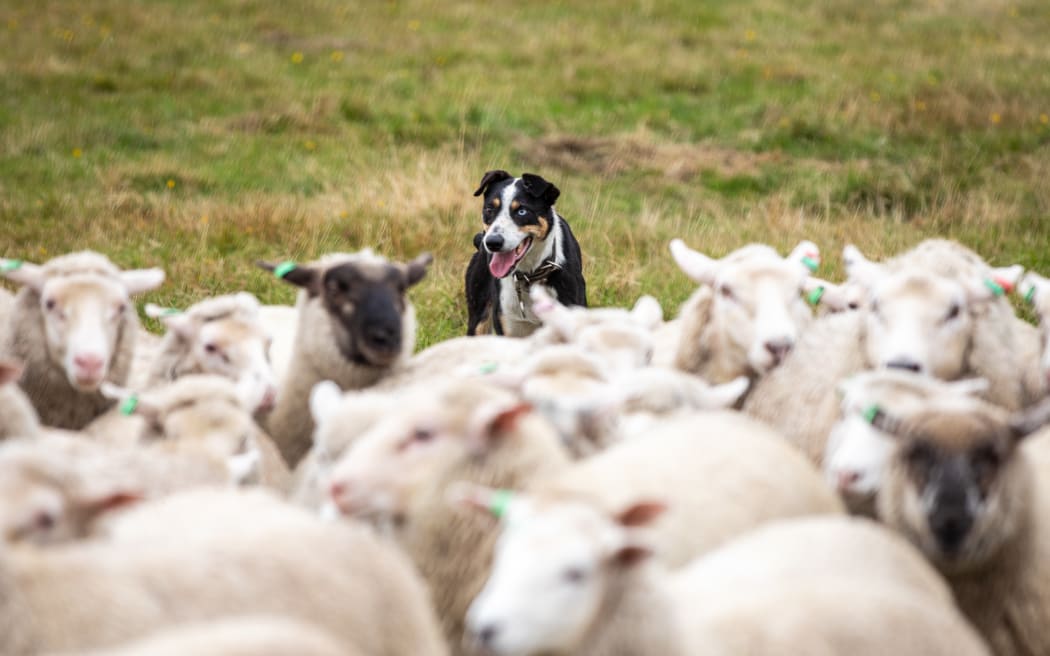 Farm dog