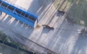 ABC footage of trained and celebrated racehorses whipped and beaten, given electric shocks.