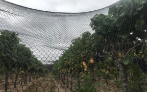 Grapes ready for harvest in Martinborough