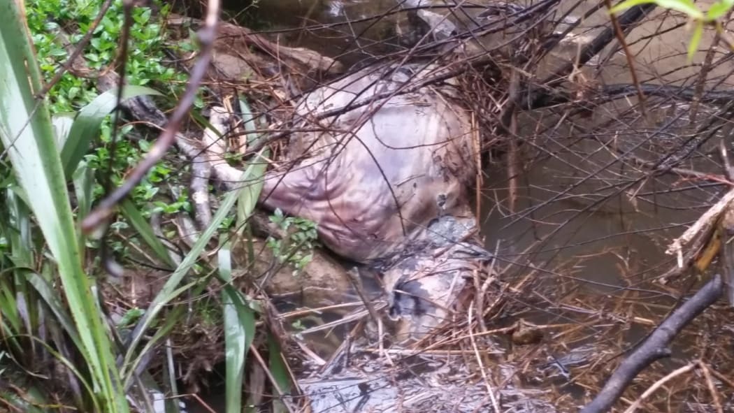 The dead cow in the Ngunguru River, near Whangarei, was spotted by locals over the weekend.