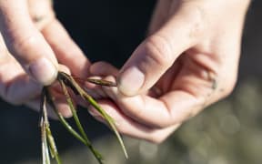 Hands holding out strands of seagrass pointing out the "flower".