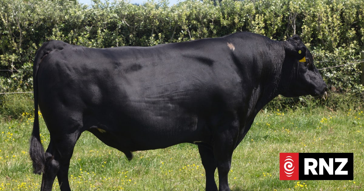 Bull with 150k offspring enters 'hall of fame' | RNZ
