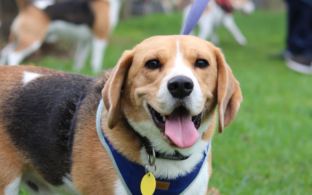 Auckland Beagle Club