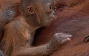 The new baby orangutan born at Auckland Zoo to mother Melur.