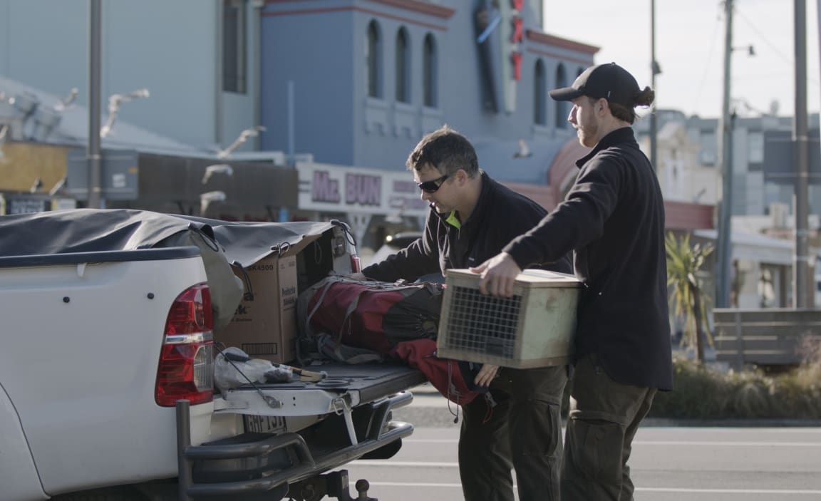 Urban trappers, Predator Free Wellington