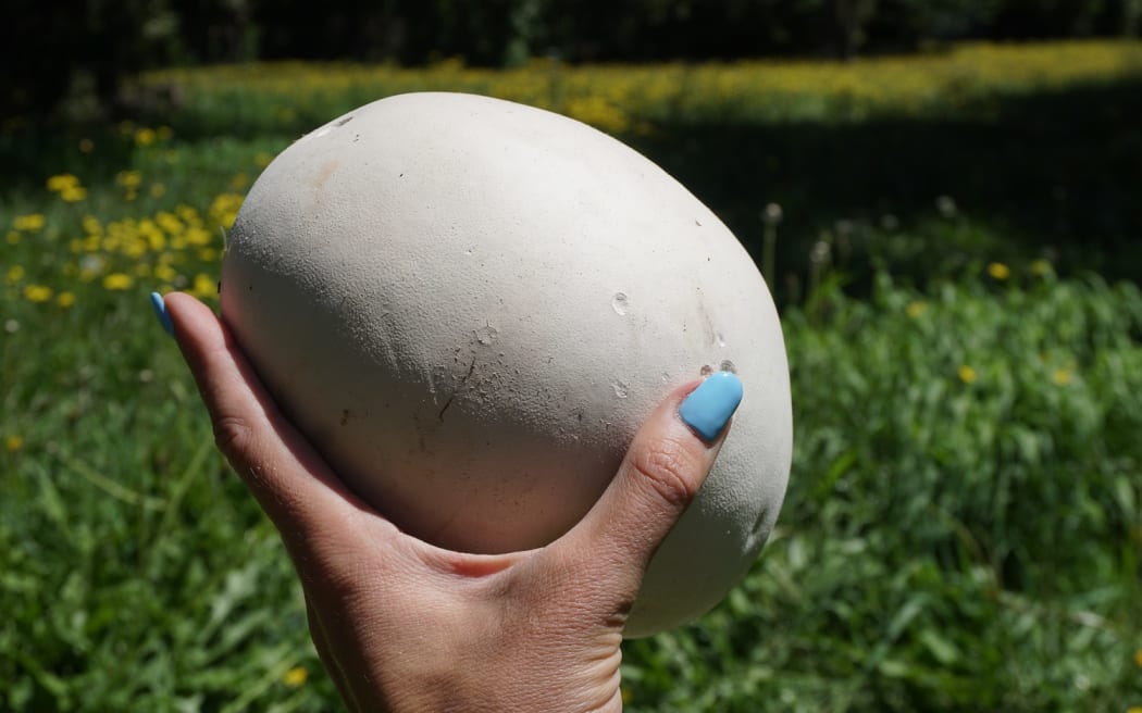 Puffball