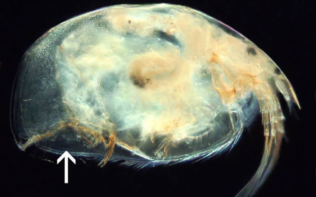 Daphnia is a small crustacean that is part of the zooplankton of freshwater lakes.