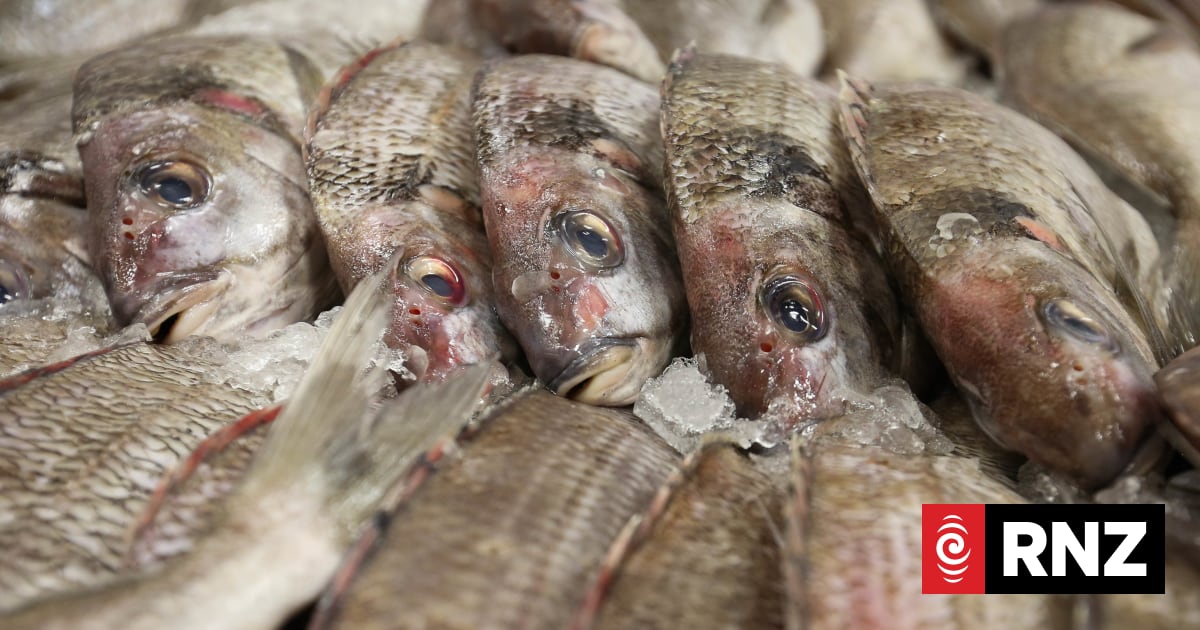 Tarakihi catch limits reduce to 10 per person nationwide