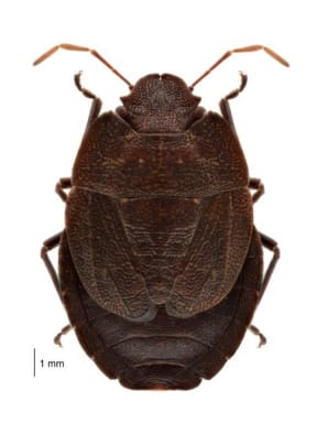 Hypsithocus hudsonae