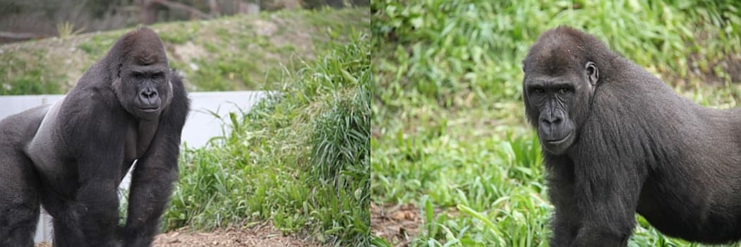 Two of Orana Park's new gorillas.