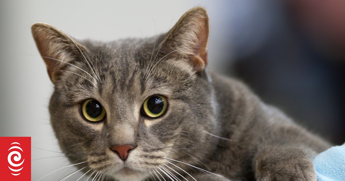 Vets asked to put down healthy pets RNZ News
