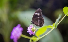 A butterfly in the tropical forest.