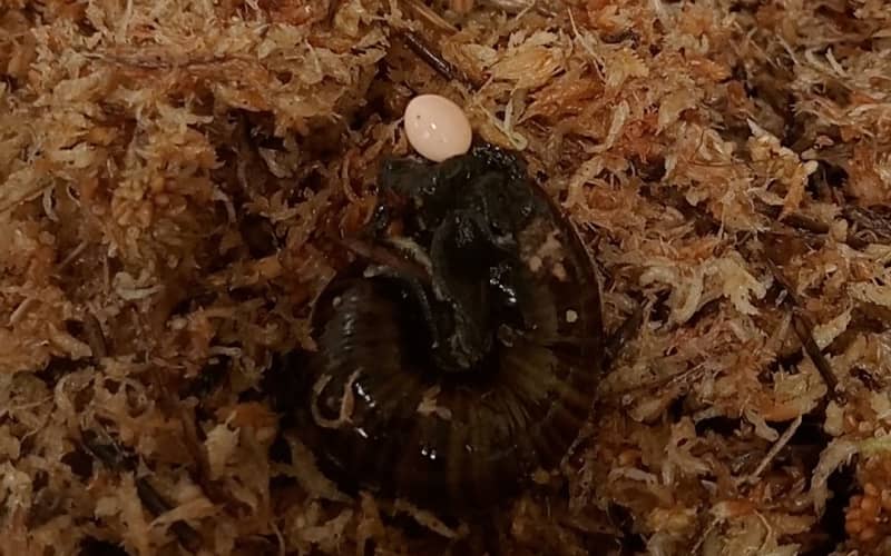 Rare snail saved from mining captured laying egg on camera | RNZ