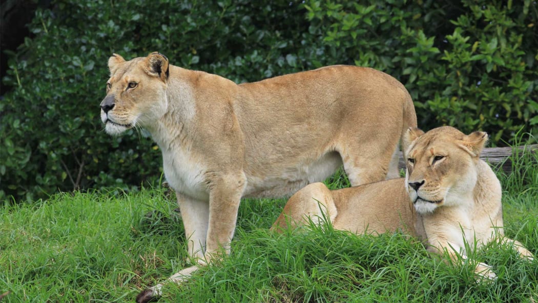 Elderly lions Kura and her daughter Amira had to be euthanased this morning at Auckland Zoo.