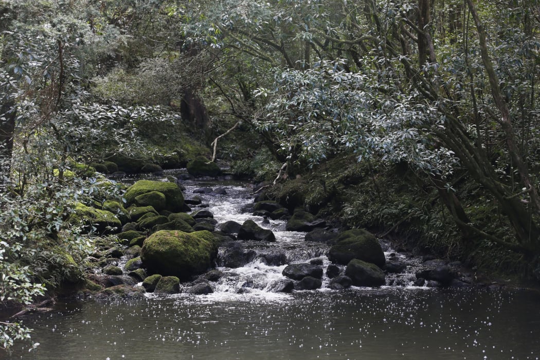 Patuwairua Stream