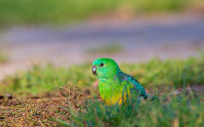 Red rumped parrot