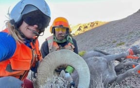 New Zealander Beth Matheson in her role as a 'mugger' while doing animal research and tagging in Canada.